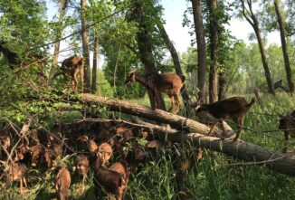 A Miraculous Rescue from the Flood